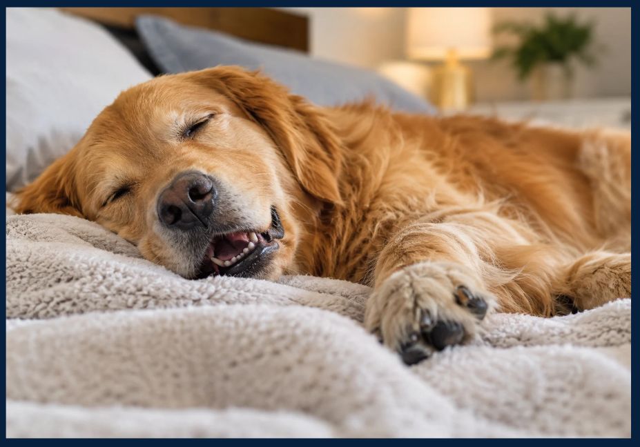 Why Does My Dog Bark in His Sleep